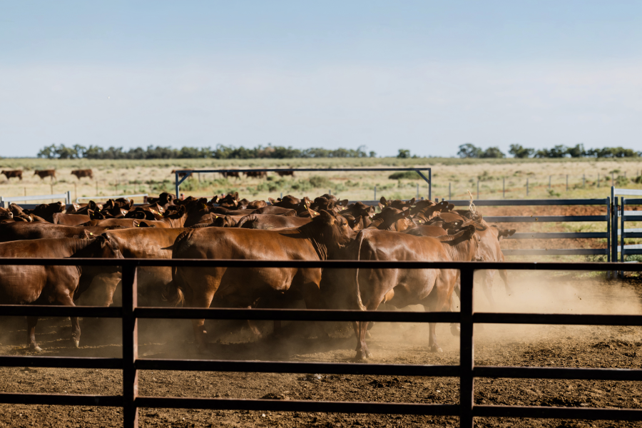 Playzone Gcash Login